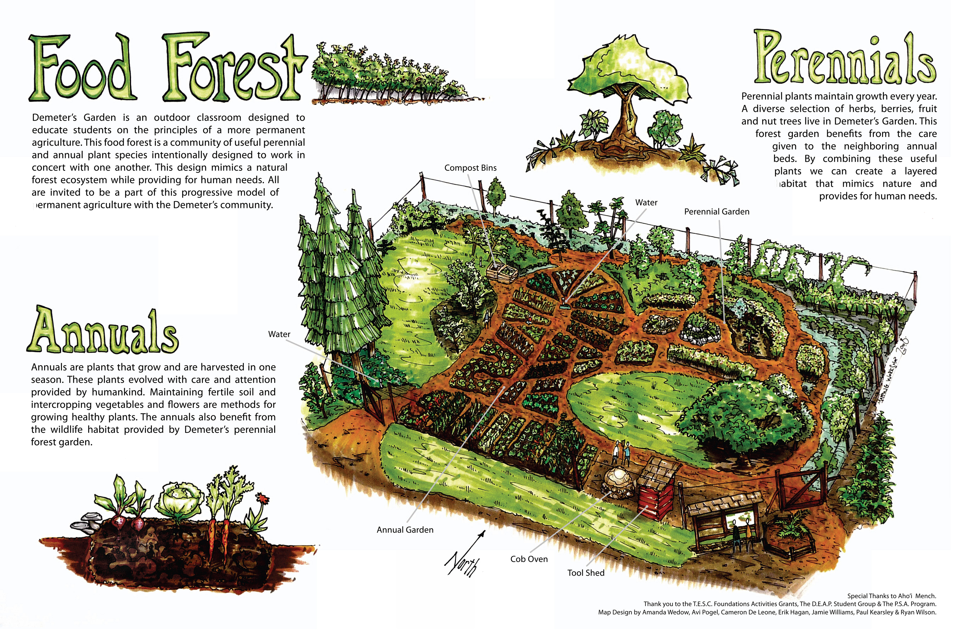 Food forest conceptual diagram by Full Circle Tree Crops Urban Food