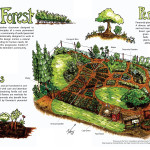 Food forest conceptual diagram by Full Circle Tree CropsFood forest conceptual diagram by Full Circle Tree Crops